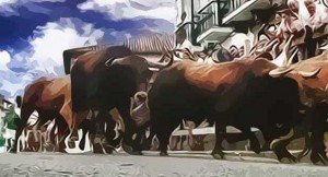 Fiestas y encierros de Ampuero 2015