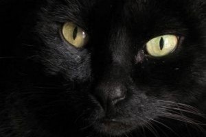 Fiestas de La Suelta de la Gata Negra en Carasa 2015
