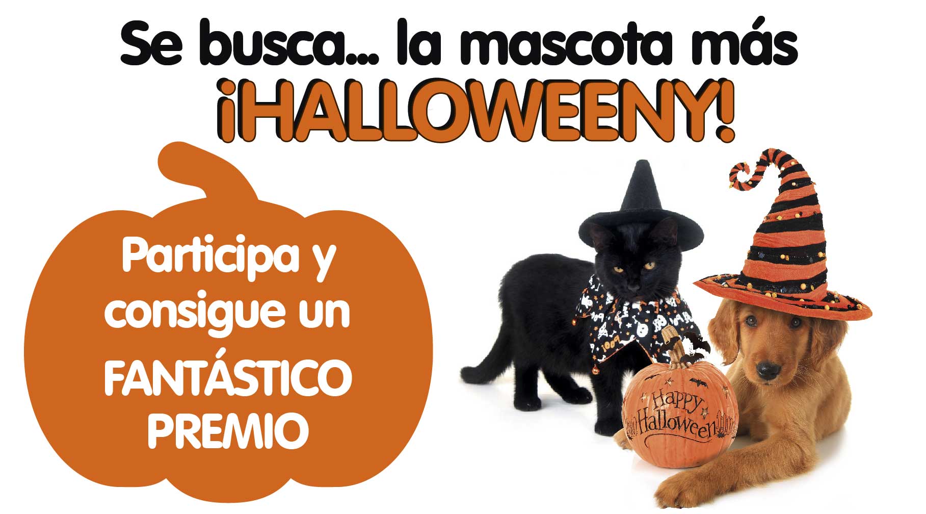 Concurso De Disfraces De Mascotas Se Busca La Mascota Más Halloweeny Miplanhoy Qué Hacer