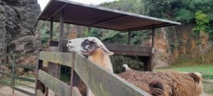 Excursión a Cabárceno desde Santander