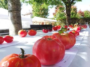 Feria del Tomate Antiguo 2022 – Bezana