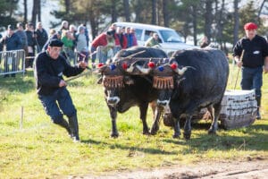 Fiestas Patronales de San Vicente Mártir – San Vicente de la Barquera 2024