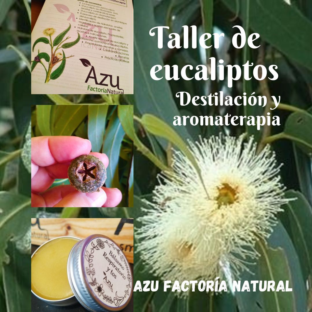 Taller de Eucaliptos – Noviembre 2024