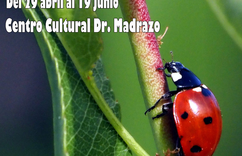 Exposición Naturalis en Centro Cultural Doctor Madrazo