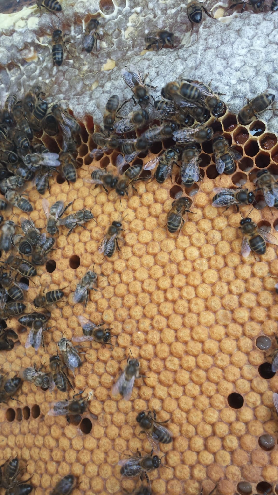 Conferencia: Abeja negra, raza autóctona en Santander