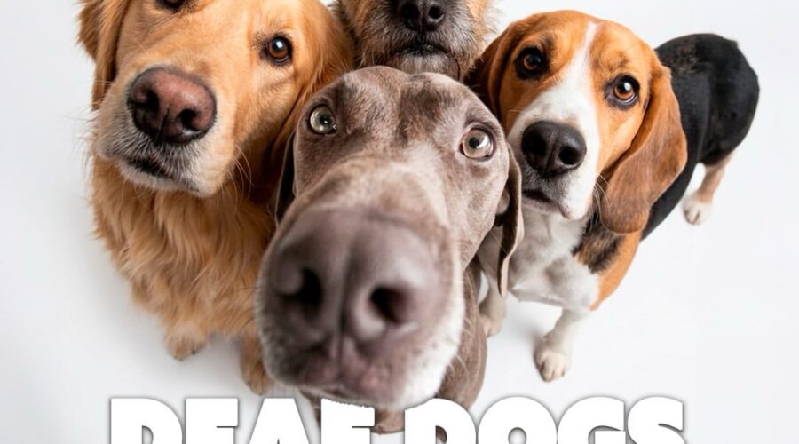 DEAF DOGS en directo en monolog, Santander
