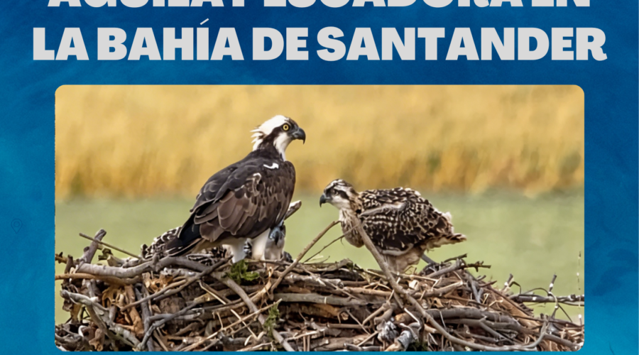 Ruta en barco Águila Pescadora en la Bahía de Santander