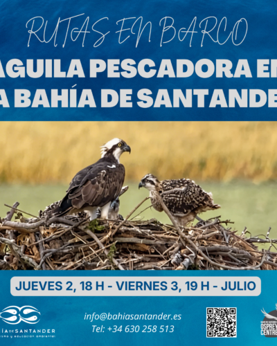 Ruta en barco Águila Pescadora en la Bahía de Santander