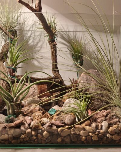 Taller de plantas de aire en el Centro Ambiental Los Viveros