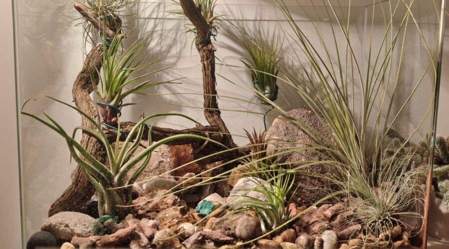 Taller de plantas de aire en el Centro Ambiental Los Viveros